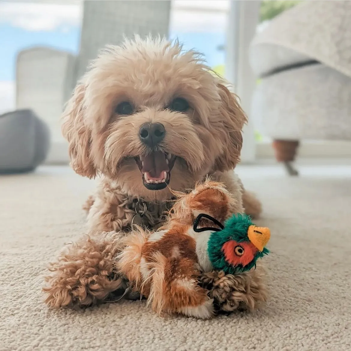 Country Pheasant Dog Toy