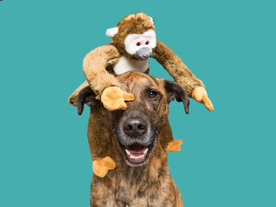 Fluff & Tuff Albert Monkey Plush Dog Toy - Wholesale