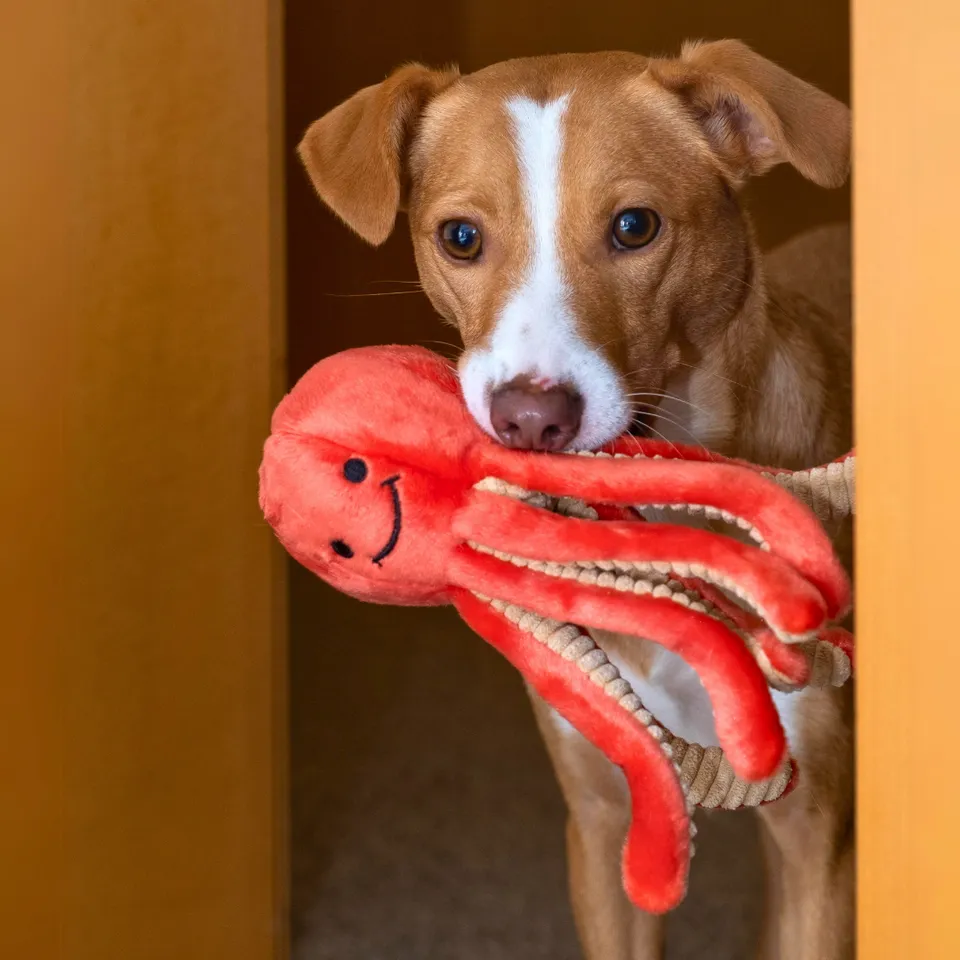 Fluff & Tuff Squirt Octopus Plush Dog Toy - Wholesale