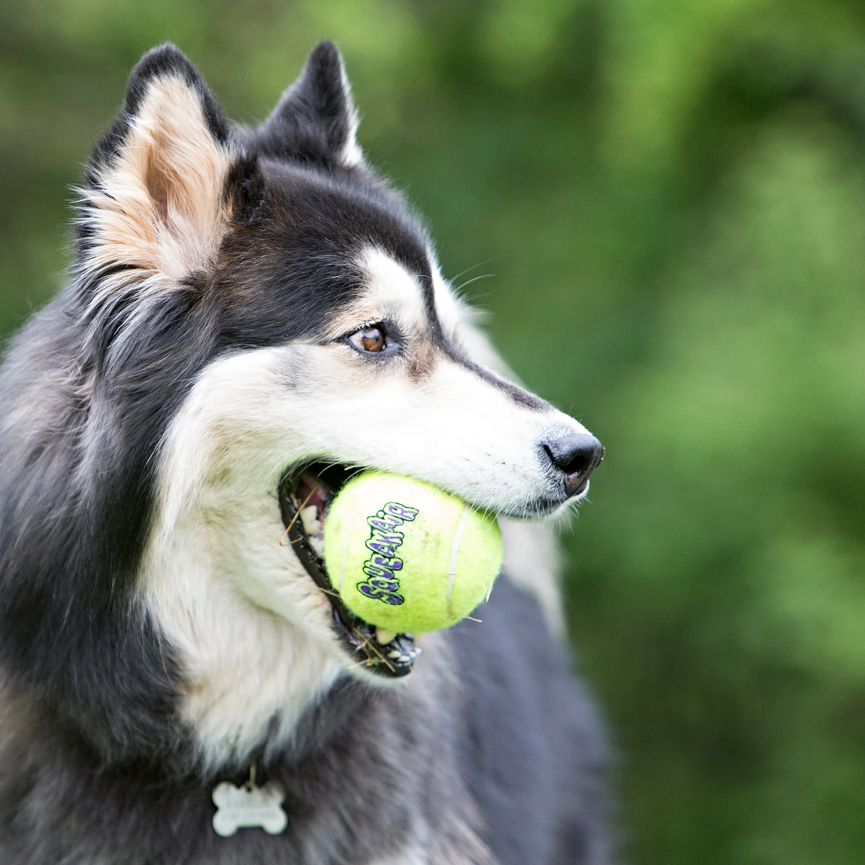 KONG SqueakAir Tennis Ball on a Rope - Medium