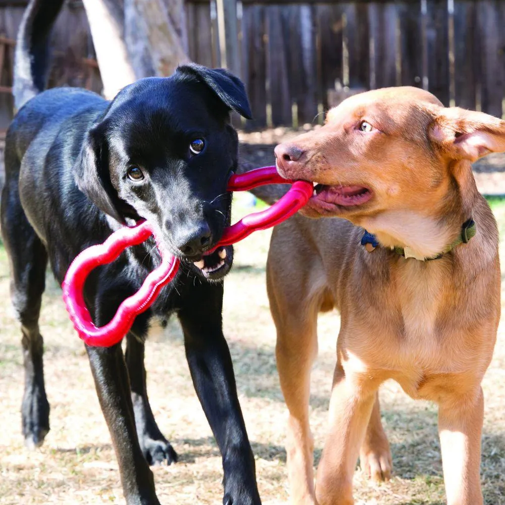 KONG Tug Dog Toy (Tug Dog Toy)