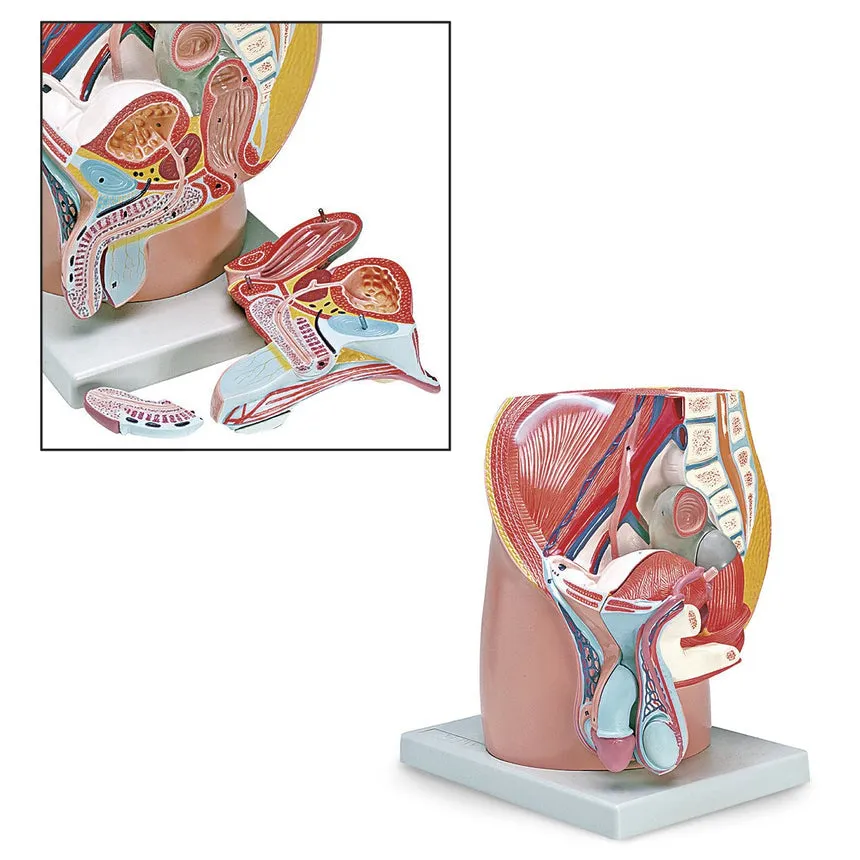 Model Male Pelvis 4 Part