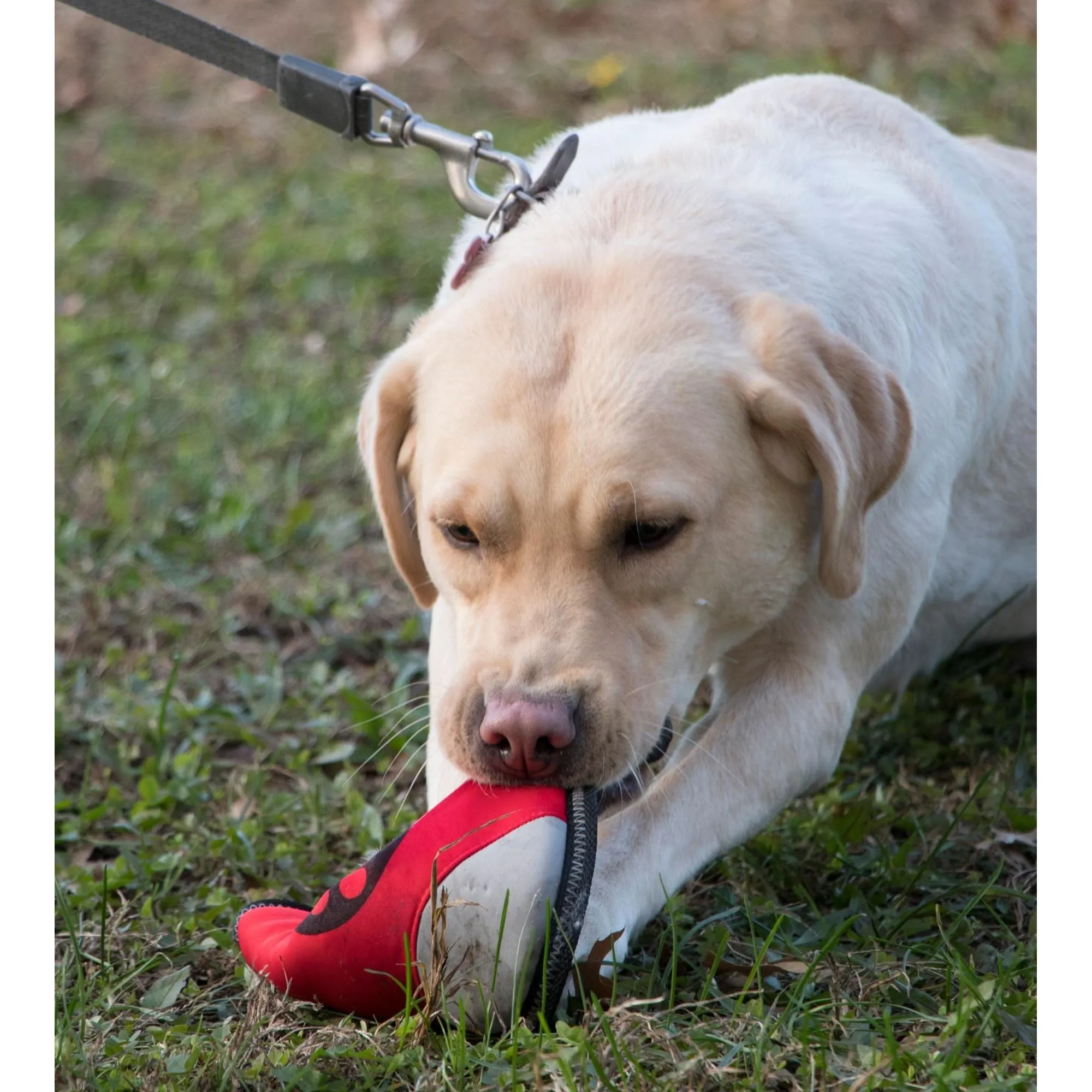 Neoprene Waterproof Dog Frisbee Playtime