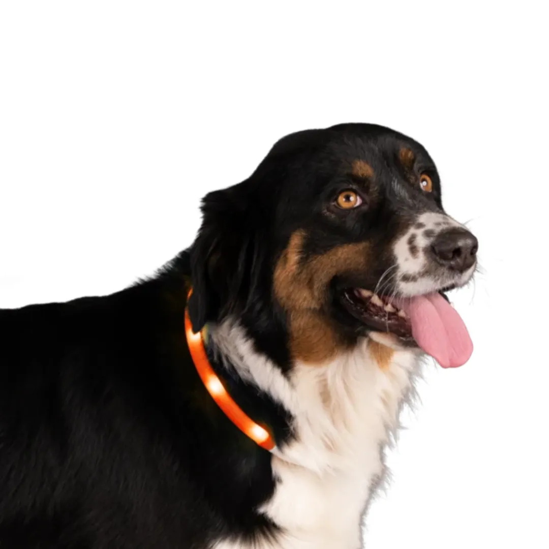 NightWalk Safety Light Collar