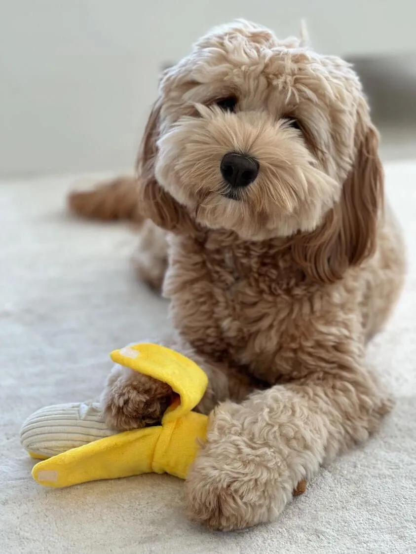 PEELABLE BANANA INTERACTIVE DOG TOY