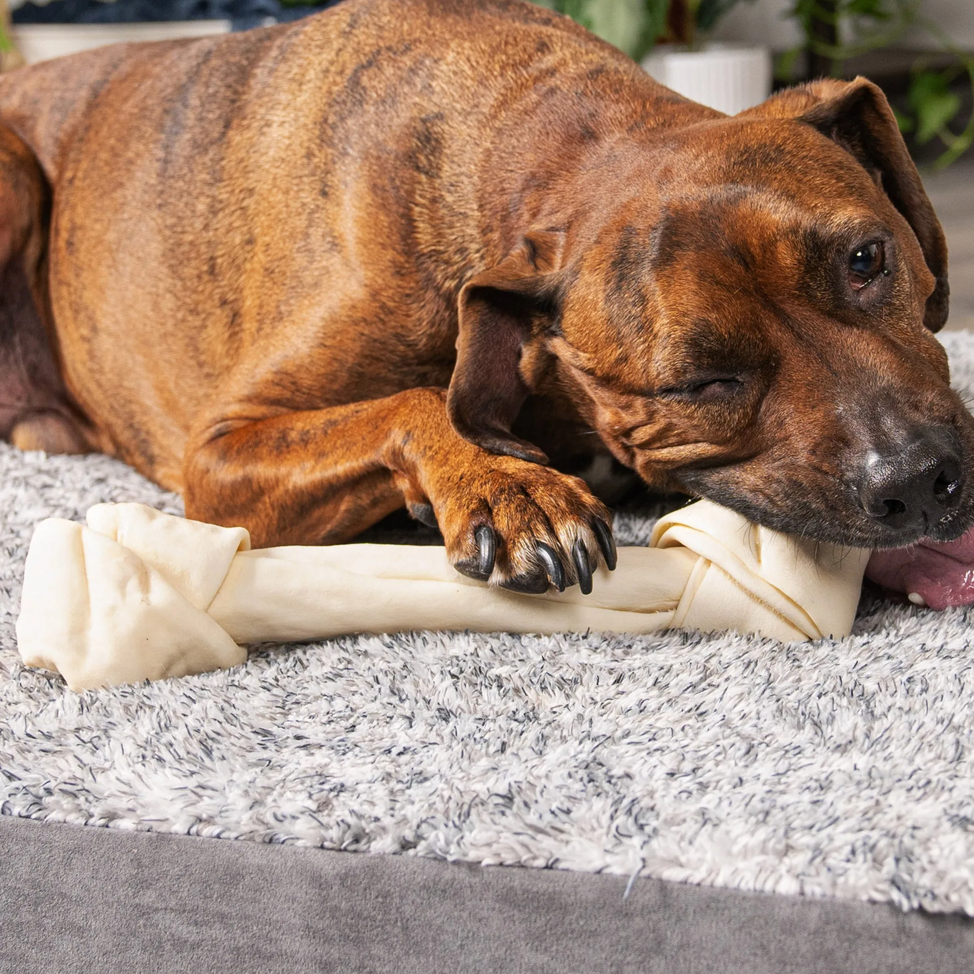 Pet Factory - American Beefhide Bone - Flavored Dog Treats