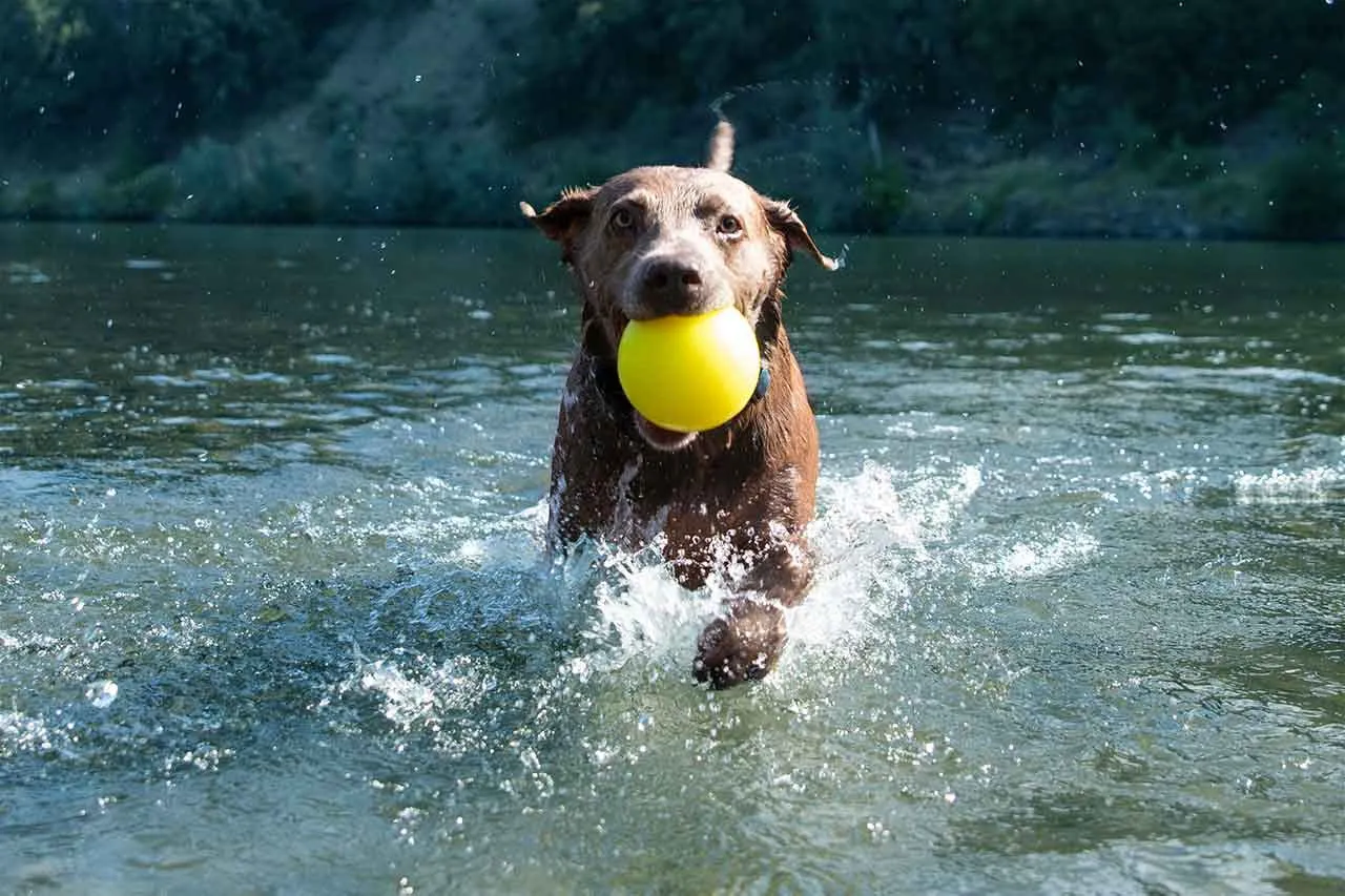 Ruff Dawg Indestructible Ball