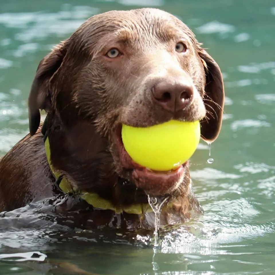 Ruff Dawg Indestructible Ball