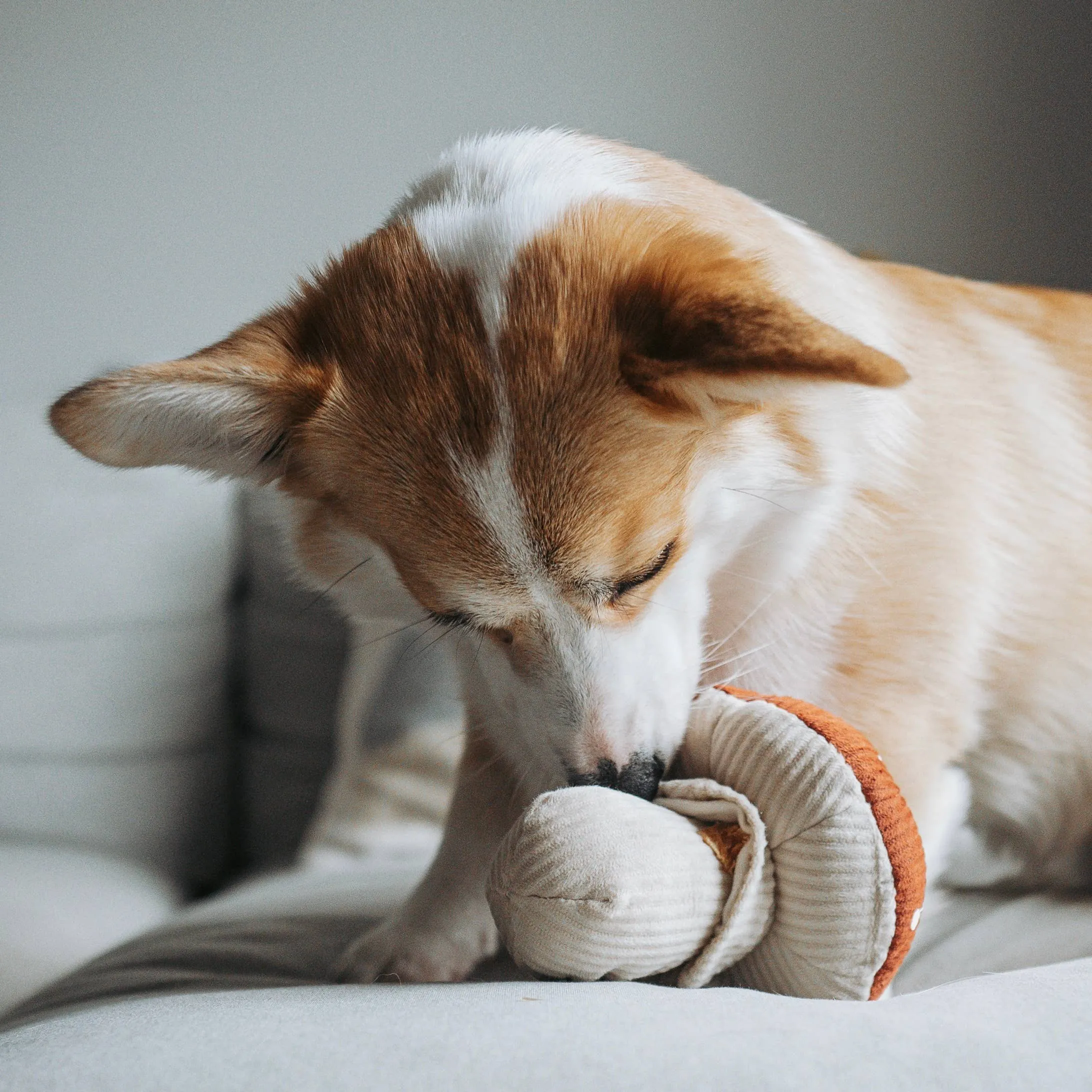 shroom interactive toy