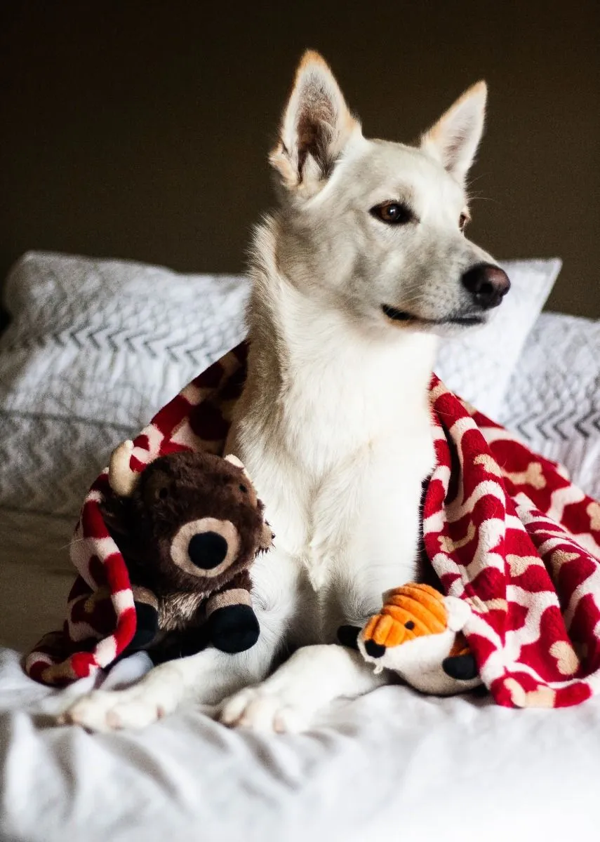 Squeaky Plush Dog Toy: Buffalo