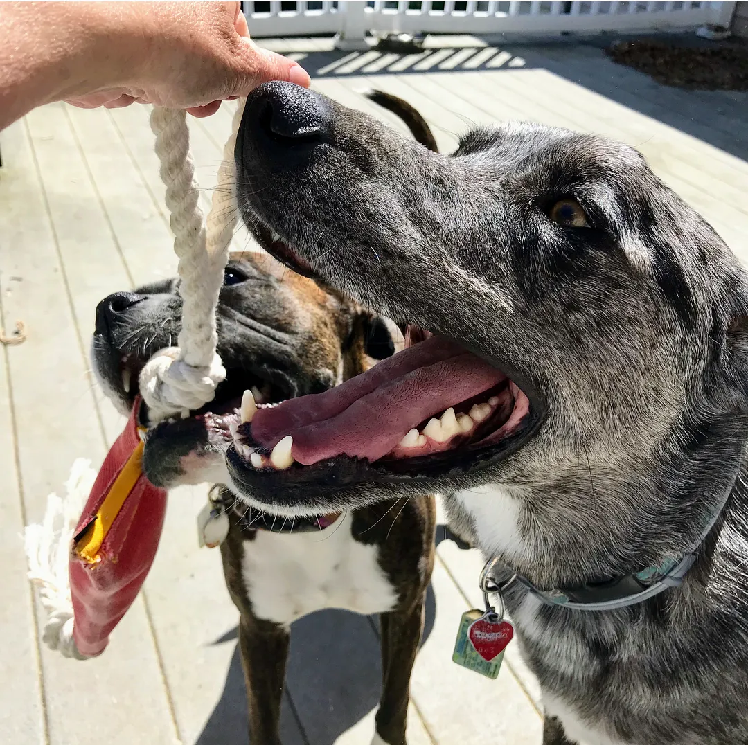 The original Tug And Go repurposed firehose (Tug Toy)