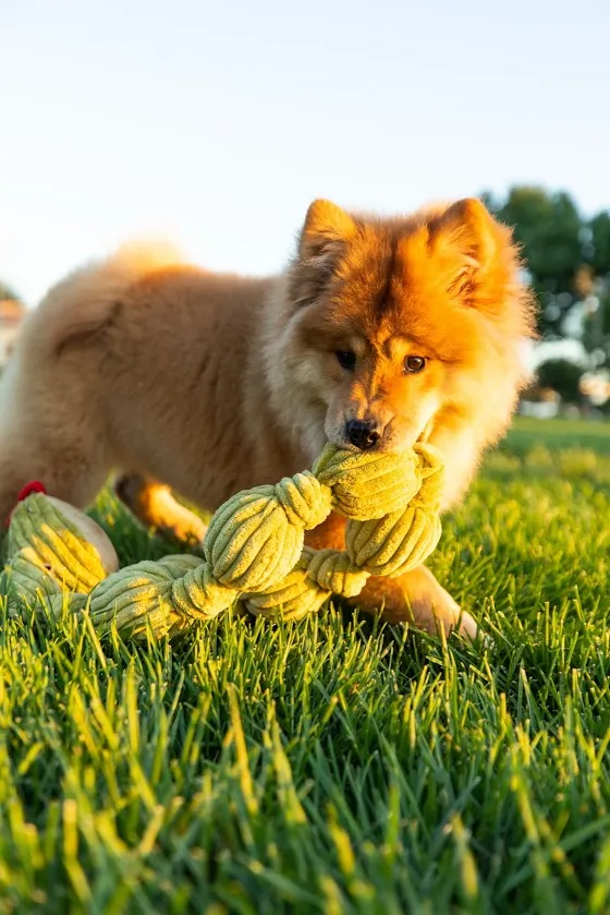 Tough Ball Python Dog Toy: Five Durable Squeakers & Hard Ball, Mentally & Physically Stimulates, Tug of War, Reinforced Knots for Tough Play, Cleans Teeth, Variety of Textures, for Pets