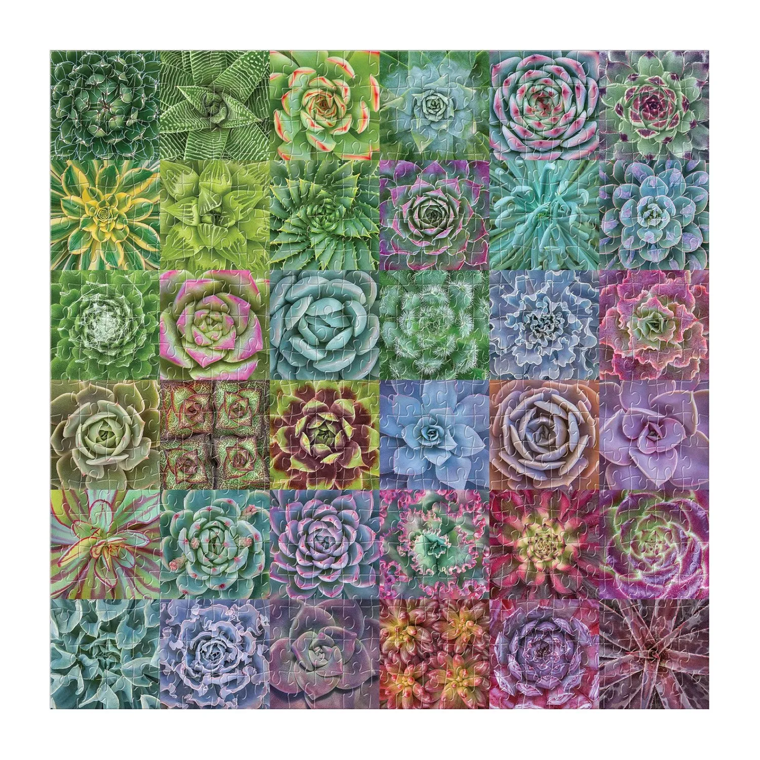 Troy Litten Succulent Spectrum 500 Piece Jigsaw Puzzle