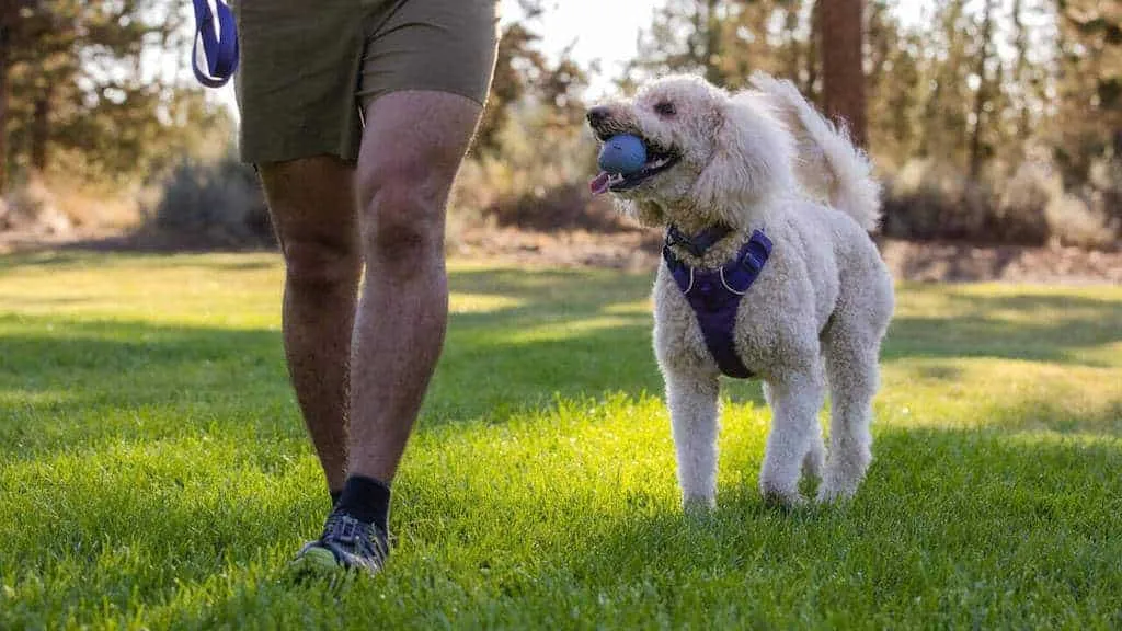 TurnUp Dog Toy - Durable, Tennis Ball Size