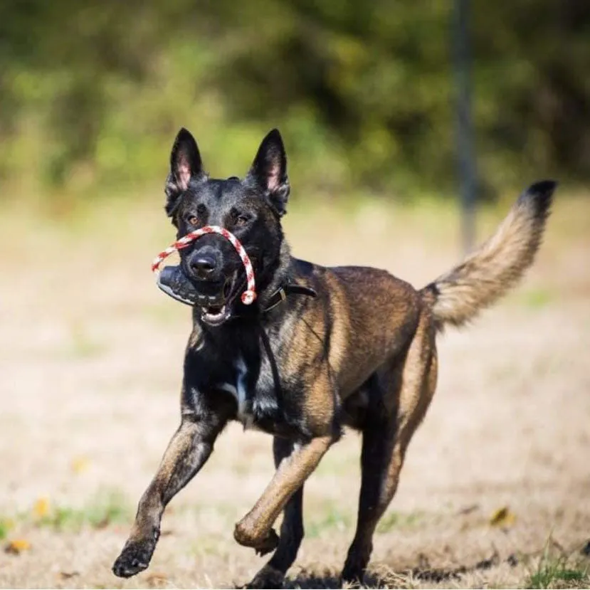 USA-K9 Magnum Grenade Chew