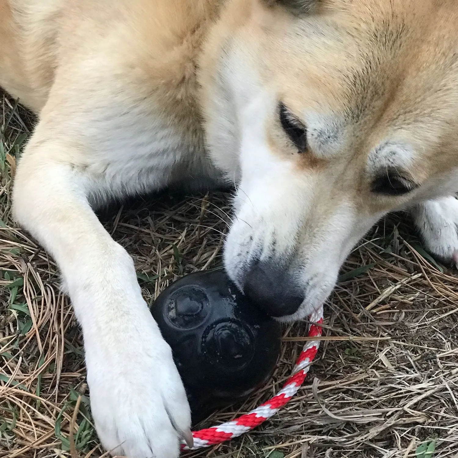 USA-K9 Magnum Skull Durable Rubber Chew Toy