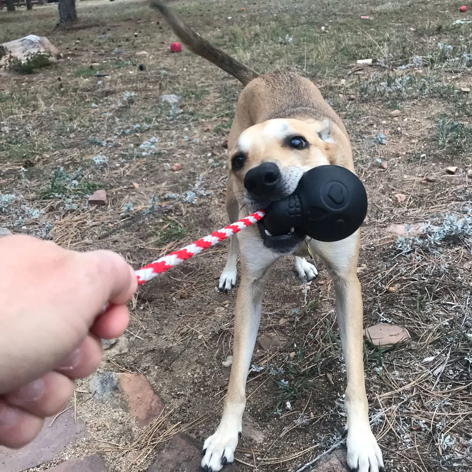 USA-K9 Magnum Skull Durable Rubber Chew Toy