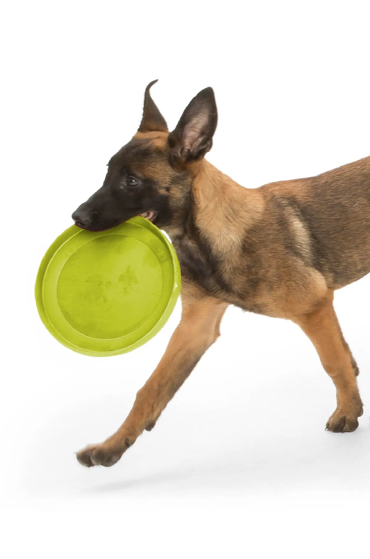 Zisc Flying Disc Dog Toy